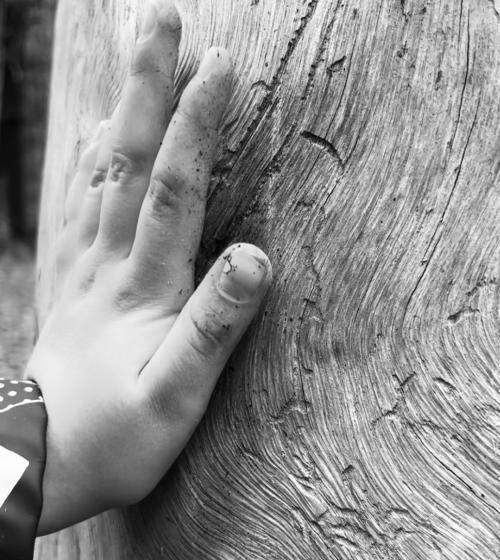 child's hand touching a tree